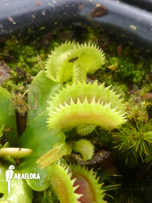 Dionaea muscipula &lsquo;Shark teeth&rsquo;
