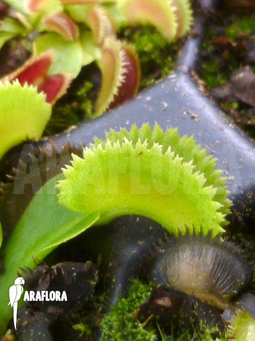 Dionaea muscipula &lsquo;Shark teeth&rsquo;