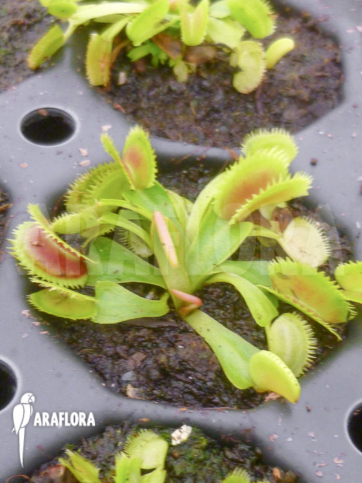 Dionaea muscipula &lsquo;Shark teeth&rsquo;
