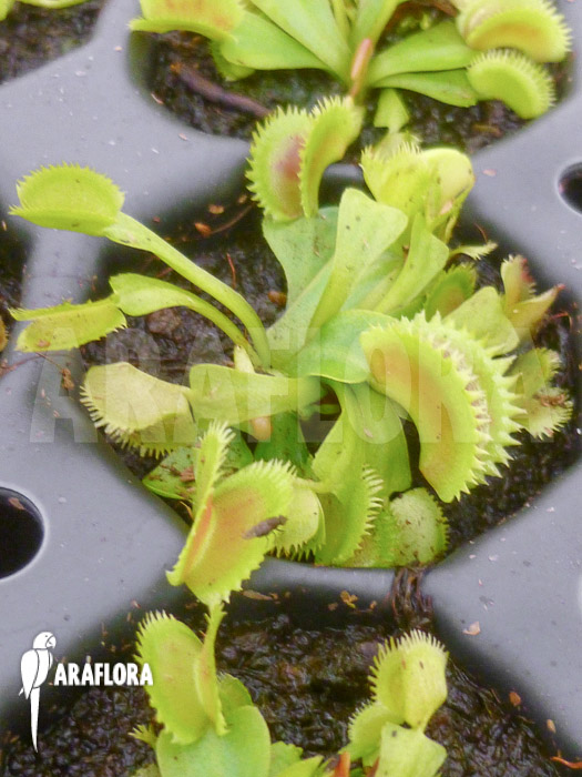 Dionaea muscipula &lsquo;Shark teeth&rsquo;