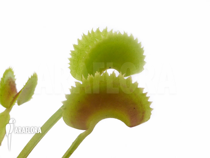 Dionaea muscipula &lsquo;Shark teeth&rsquo;