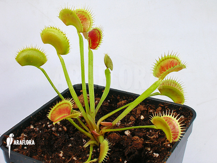 Dionaea muscipula &lsquo;Shark teeth&rsquo;