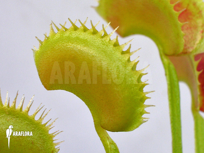 Dionaea muscipula &lsquo;Shark teeth&rsquo;