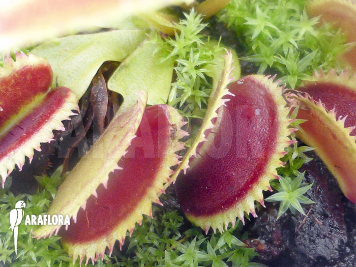 Dionaea muscipula &lsquo;Shark teeth&rsquo;