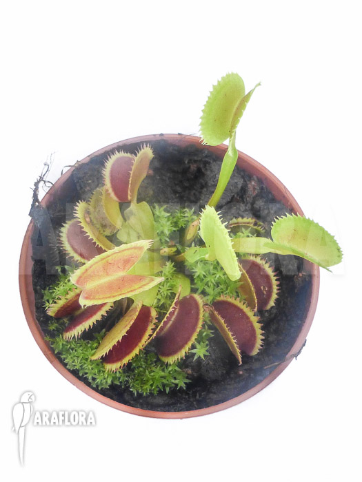 Dionaea muscipula &lsquo;Shark teeth&rsquo;