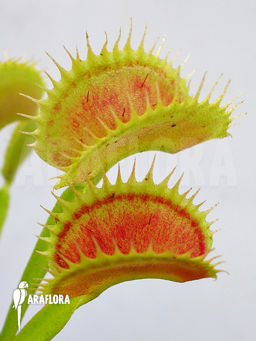 Dionaea muscipula &lsquo;Shark teeth&rsquo;