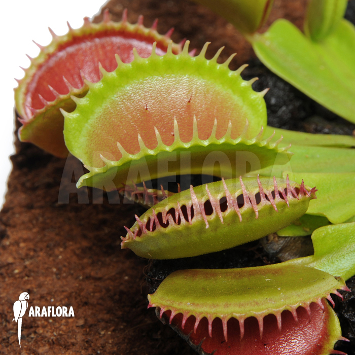 Dionaea muscipula &lsquo;Short teeth&rsquo;