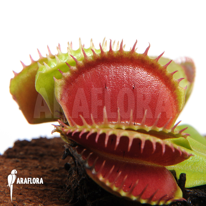Dionaea muscipula &lsquo;Short teeth&rsquo;