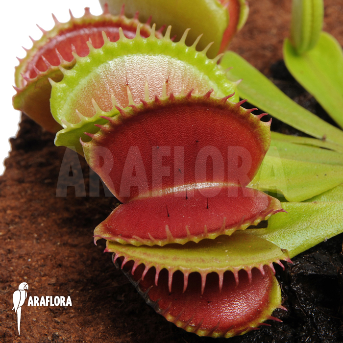 Dionaea muscipula &lsquo;Short teeth&rsquo;