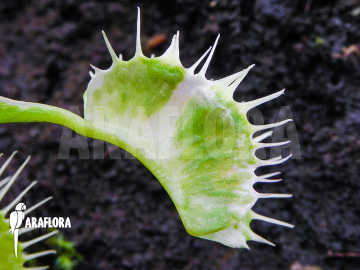 Dionaea muscipula Siberia