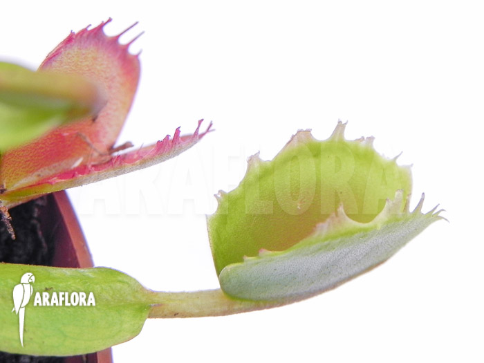 Dionaea muscipula &lsquo;Small Staps&rsquo;