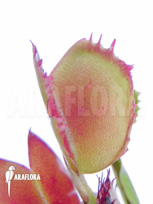 Dionaea muscipula &lsquo;Small Staps&rsquo;