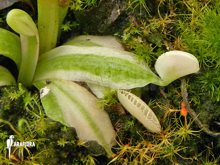 Dionaea muscipula &lsquo;Snowman&rsquo;