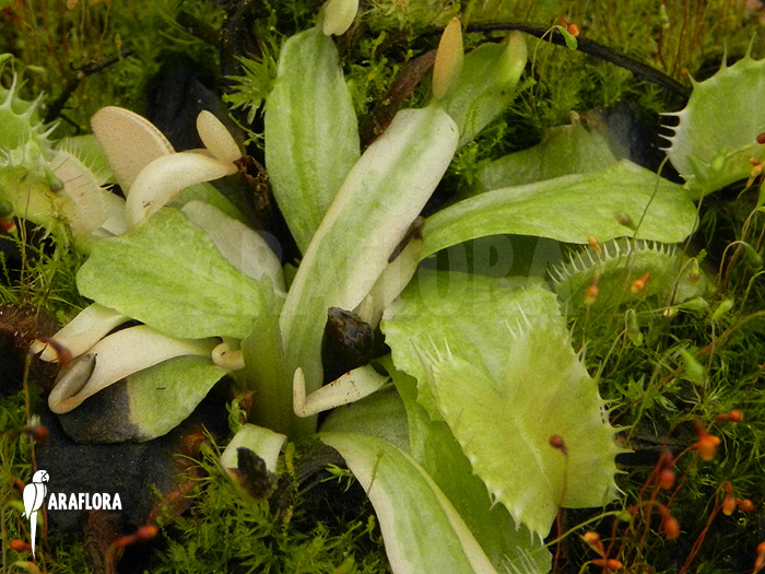 Detail Dionaea muscipula &lsquo;Snowman&rsquo;