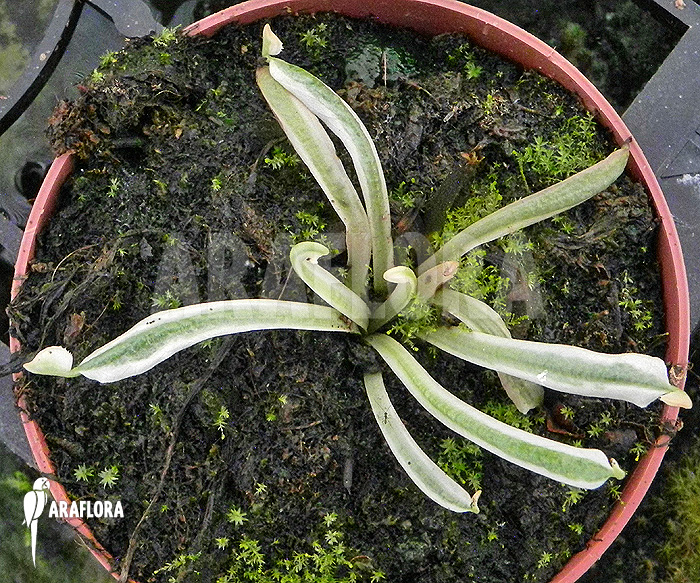 Detail Dionaea muscipula &lsquo;Snowman&rsquo;