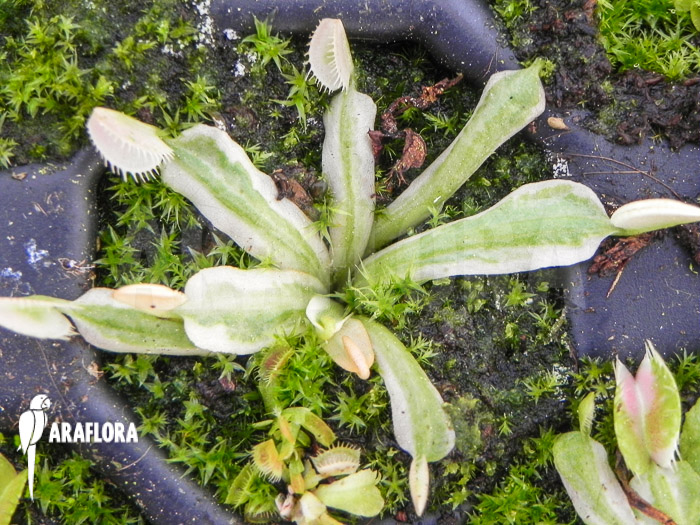 Dionaea muscipula &lsquo;Snowman&rsquo; starter