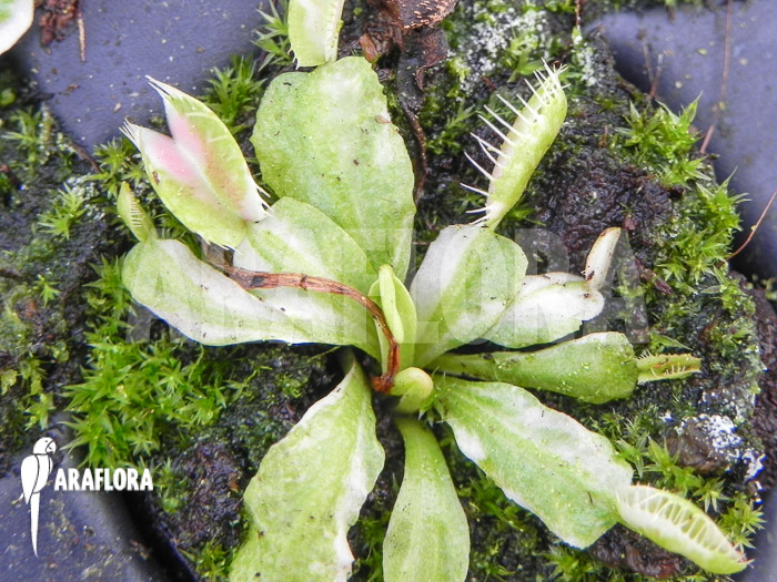 Dionaea muscipula &lsquo;Snowman&rsquo; starter