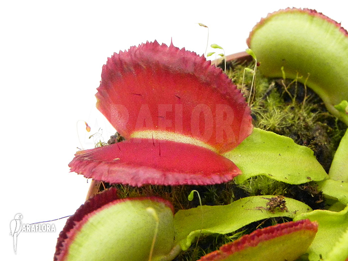 Dionaea muscipula &lsquo;Space&rsquo;