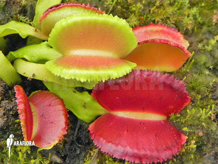 Dionaea muscipula &lsquo;Space&rsquo;