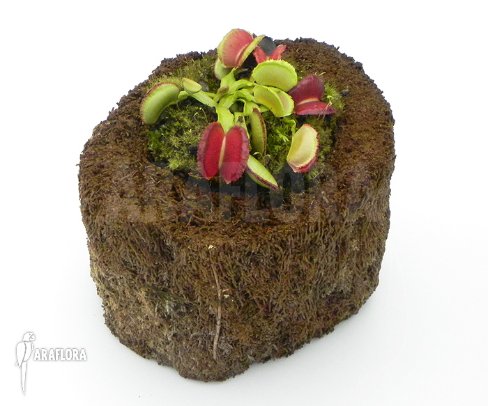 Dionaea muscipula &lsquo;Space&rsquo;