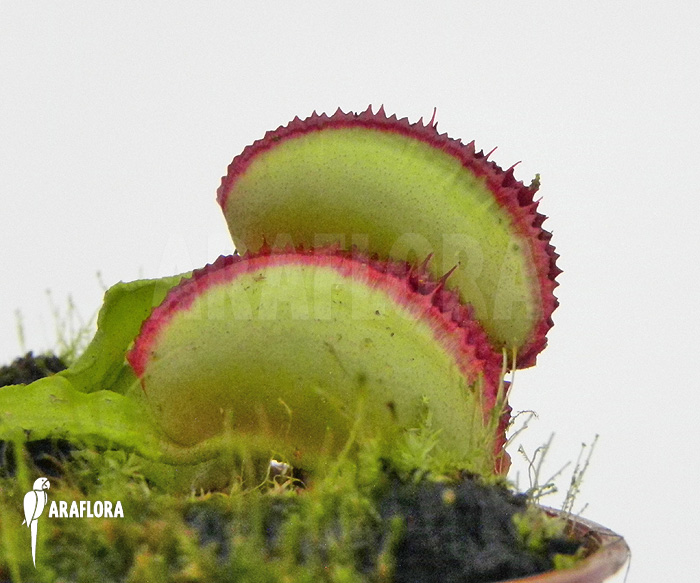 Dionaea muscipula &lsquo;Space&rsquo;