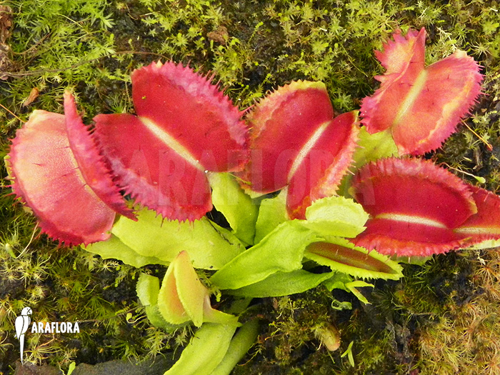 Dionaea muscipula &lsquo;Space&rsquo;