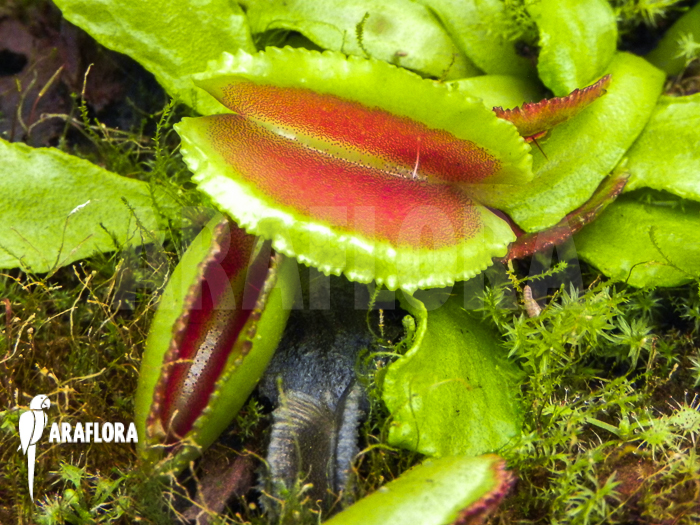 Dionaea muscipula &lsquo;Space&rsquo; starter