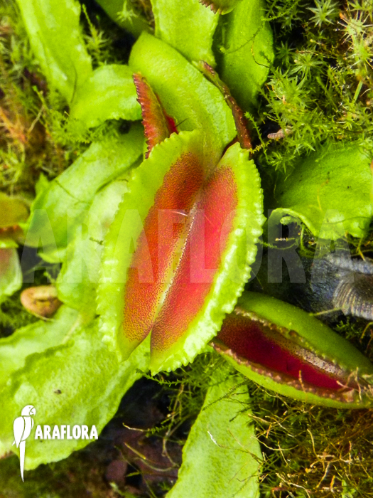 Dionaea muscipula &lsquo;Space&rsquo; starter