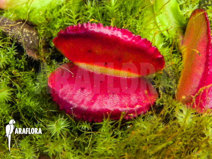 Dionaea muscipula &lsquo;Space&rsquo; starter