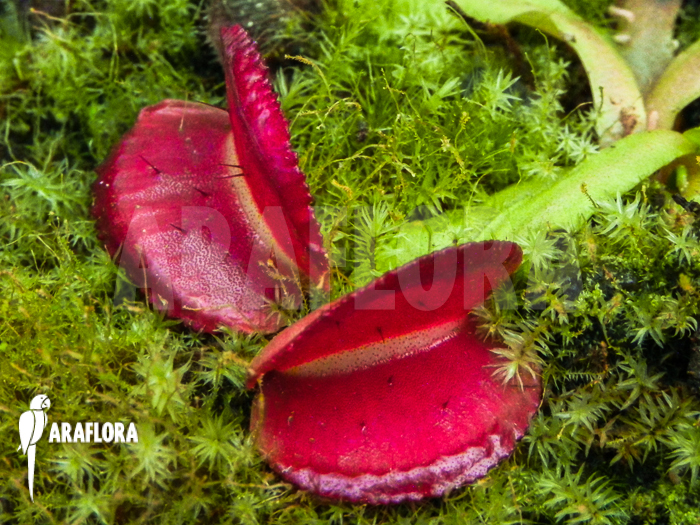 Dionaea muscipula &lsquo;Space&rsquo; starter