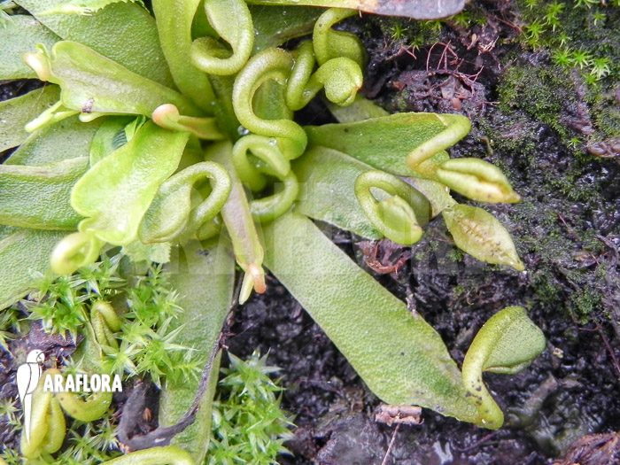 Dionaea muscipula &lsquo;Spaghetti&rsquo;