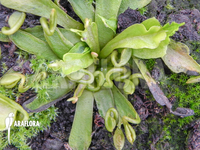 Dionaea muscipula &lsquo;Spaghetti&rsquo;