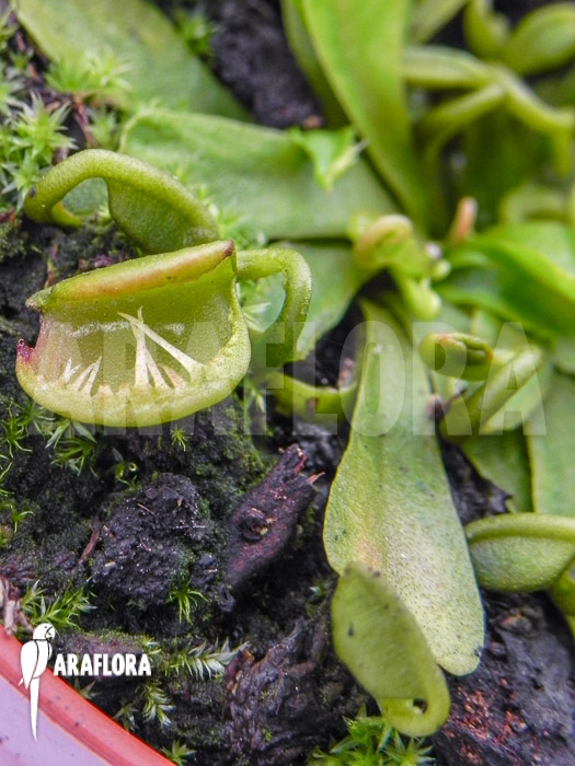Dionaea muscipula &lsquo;Spaghetti&rsquo;