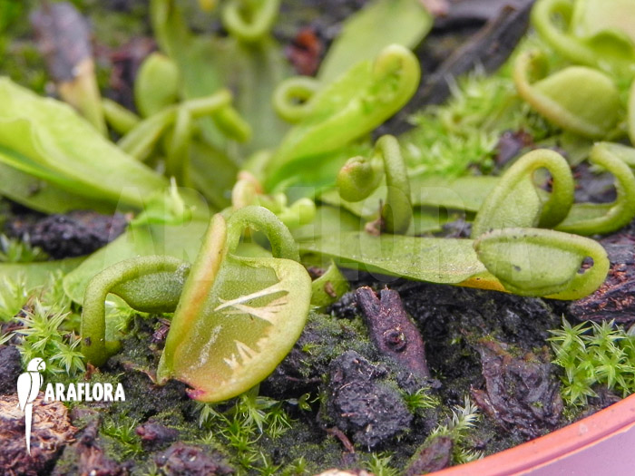 Dionaea muscipula &lsquo;Spaghetti&rsquo;
