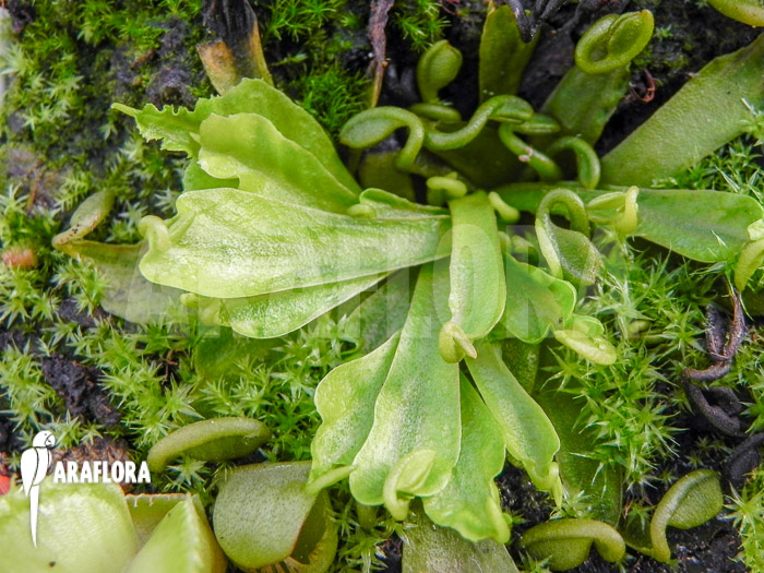 Dionaea muscipula &lsquo;Spaghetti&rsquo;
