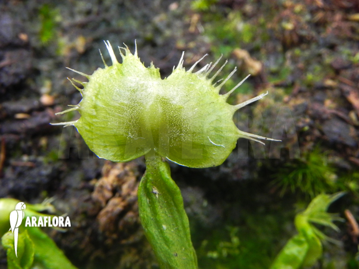 Dionaea muscipula &lsquo;Spiderman&rsquo;