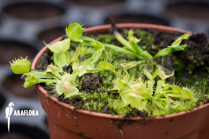 Dionaea muscipula &lsquo;Spiderman&rsquo;