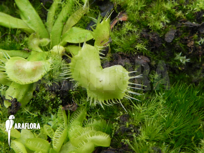 Dionaea muscipula &lsquo;Spiderman&rsquo;