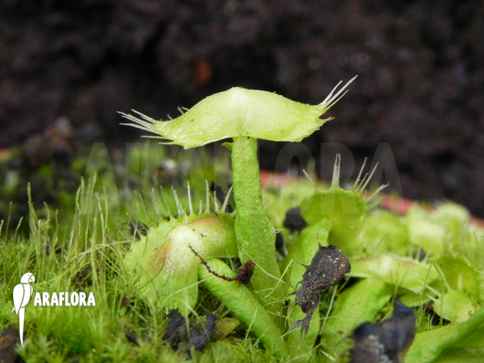 Dionaea muscipula &lsquo;Spiderman&rsquo;