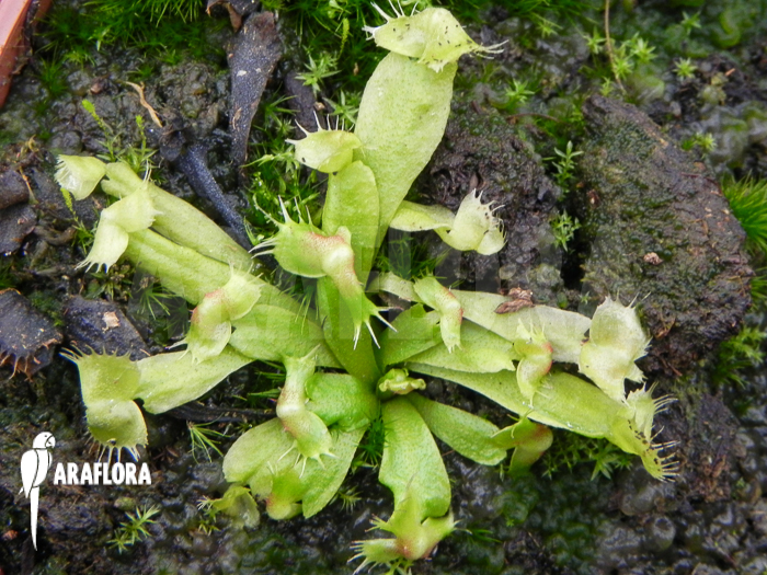 Dionaea muscipula &lsquo;Spiderman&rsquo;
