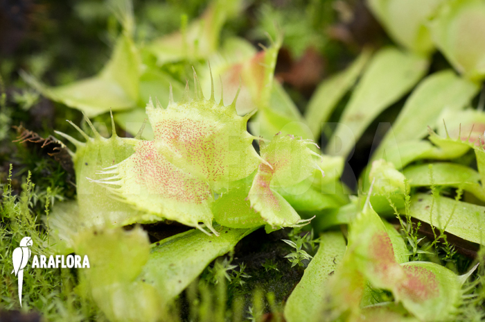 Dionaea muscipula &lsquo;Spiderman&rsquo;