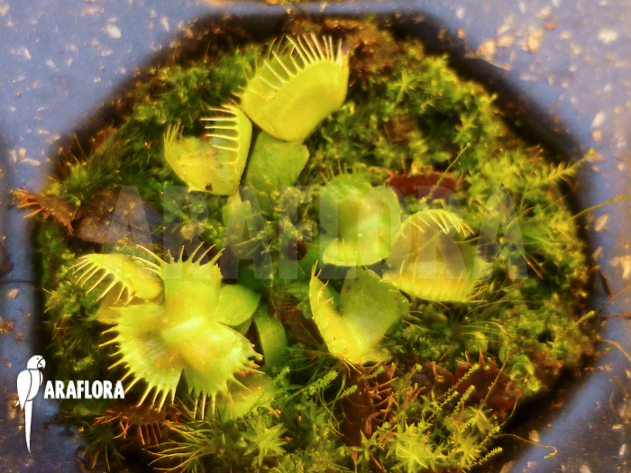 Dionaea muscipula &lsquo;Spiderman&rsquo; Starter