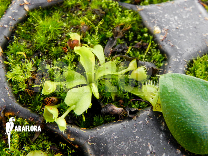 Dionaea muscipula &lsquo;Spiderman&rsquo; Starter