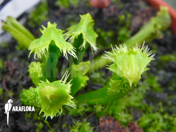 Dionaea muscipula &lsquo;Splash&rsquo;