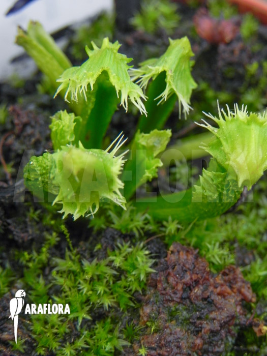 Dionaea muscipula &lsquo;Splash&rsquo;