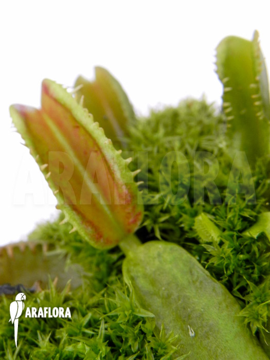 Dionaea muscipula &lsquo;Star dust&rsquo;