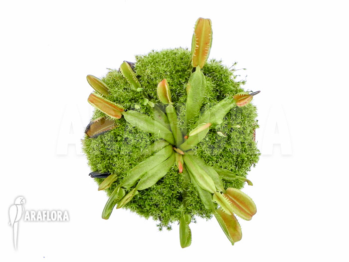 Dionaea muscipula &lsquo;Star dust&rsquo;