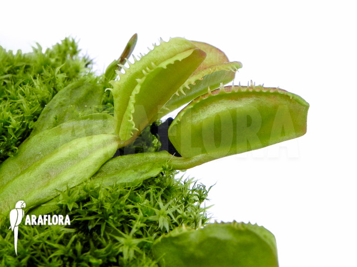 Dionaea muscipula &lsquo;Star dust&rsquo;