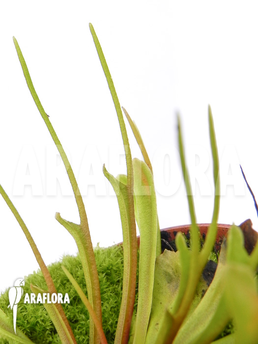 Dionaea muscipula &lsquo;Stingray&rsquo;