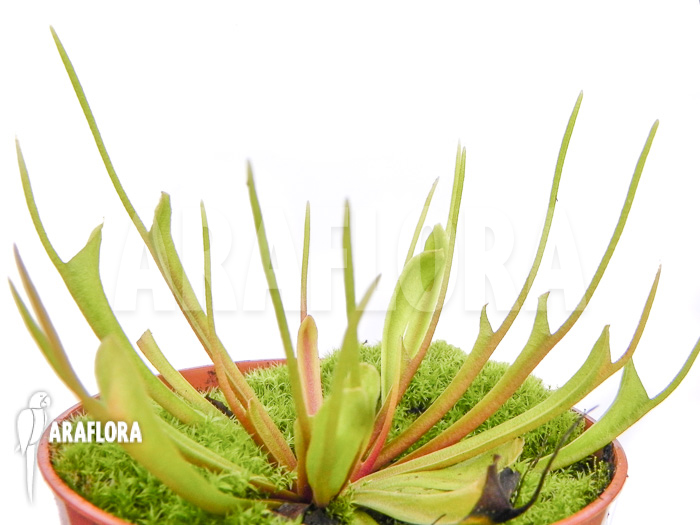 Dionaea muscipula &lsquo;Stingray&rsquo;